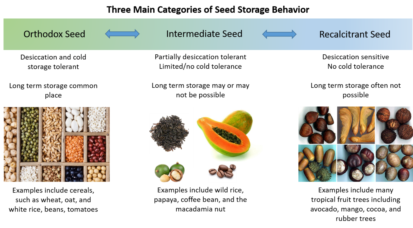 categories seed storage