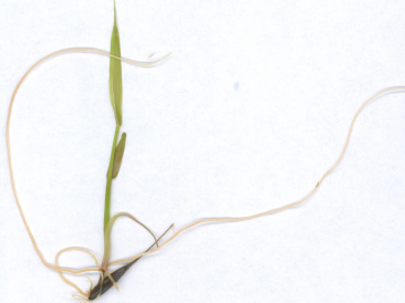 A wild rice seedling scan.