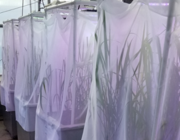 Pollen tents built around wild rice tanks in the greenhouse