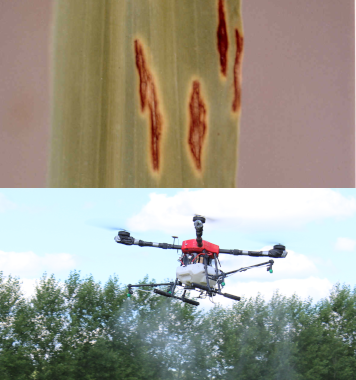 Fungal brown spot lesions on a wild rice leaf and our new drone.