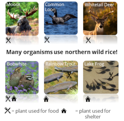 animals that use wild rice