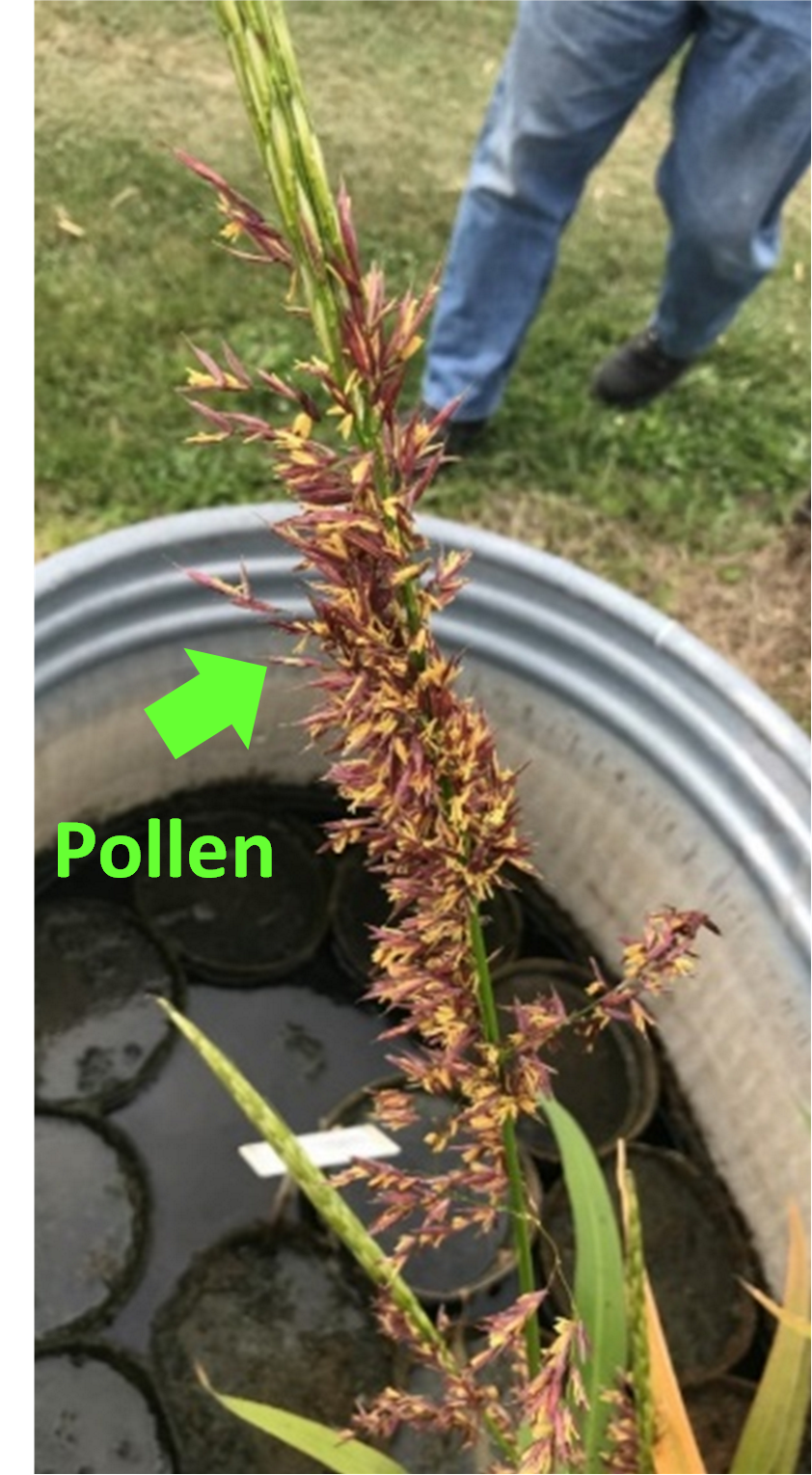 male florets with pollen pointed out on a wild rice panicle 