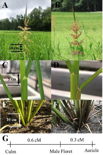 Differences in color of white flower population and standard wild rice plants