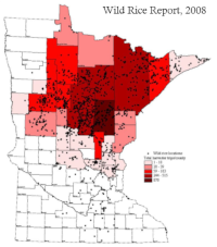 wild rice report with most natural wild rice in northern MN