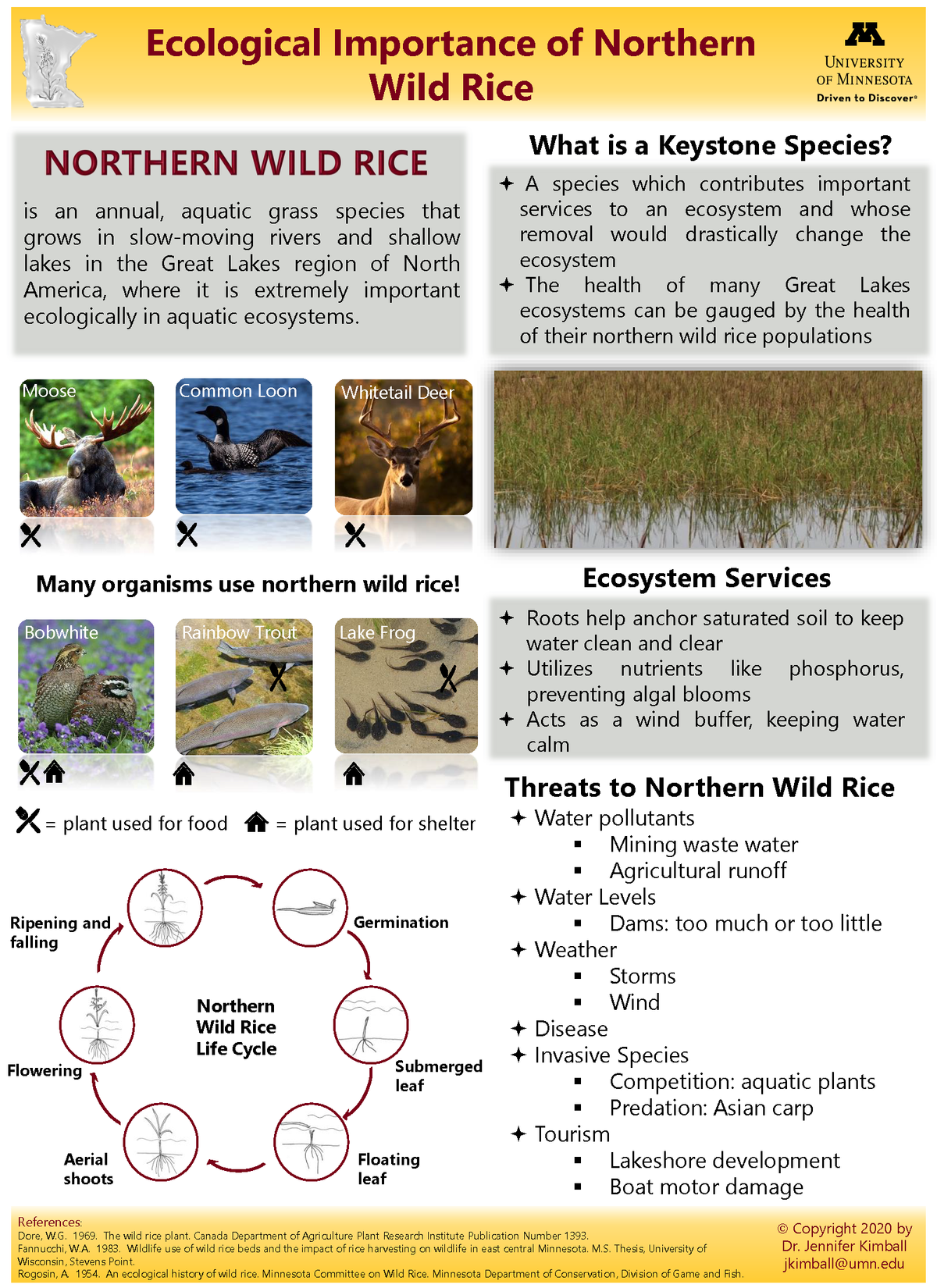 Ecological importance handout with info about keystone species, wild rice life cycle, and threats to wild rice